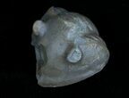 Enrolled Isotelus Trilobite From Ontario #6040-2